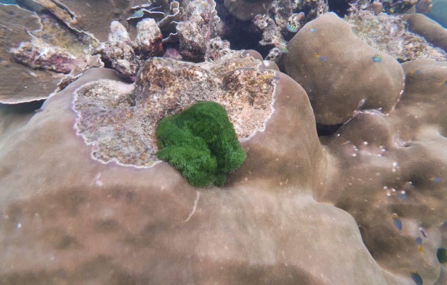 Trang: Emerald Cave, Kradan, Chueak Snorkeling Boat Trip