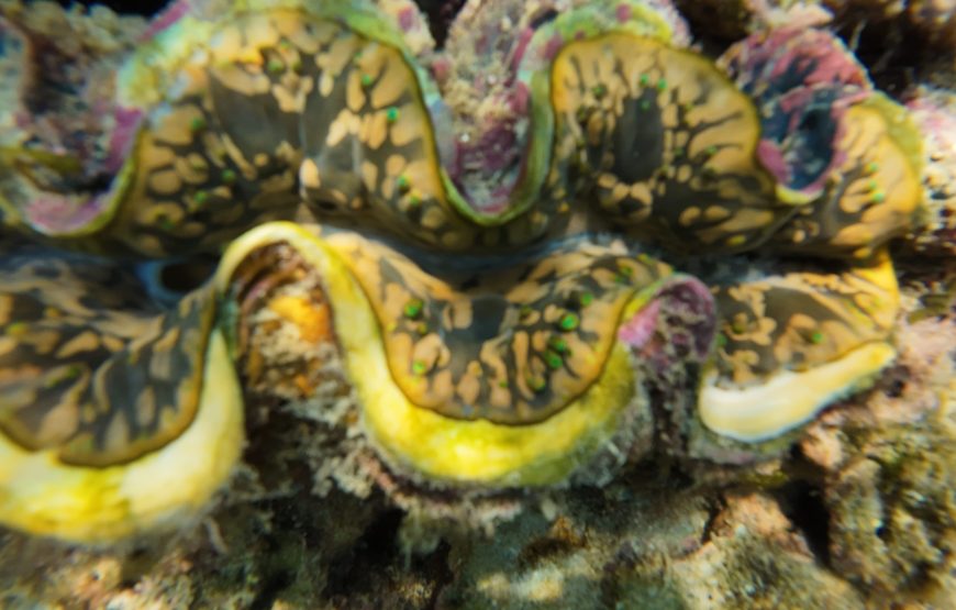 Trang: Emerald Cave, Kradan, Chueak Snorkeling Boat Trip