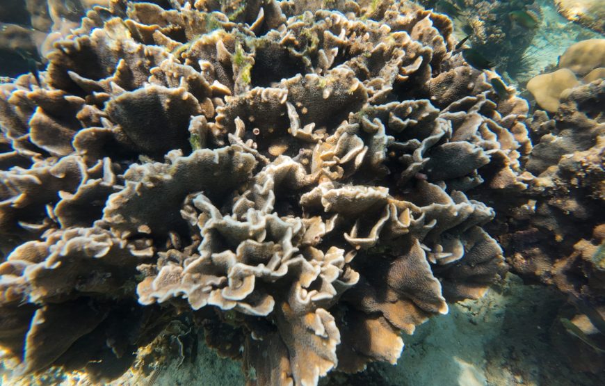 Trang: Emerald Cave, Kradan, Chueak Snorkeling Boat Trip