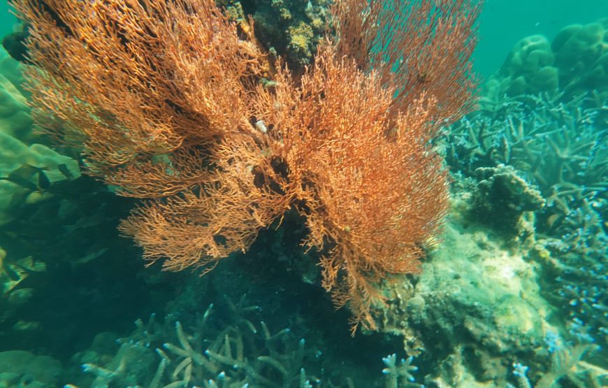 Trang: Emerald Cave, Kradan, Chueak Snorkeling Boat Trip