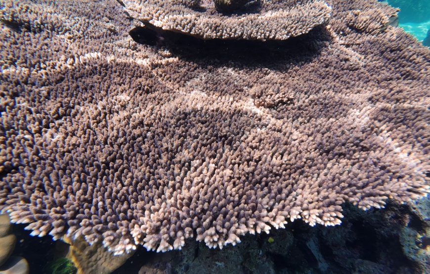 Trang: Emerald Cave, Kradan, Chueak Snorkeling Boat Trip